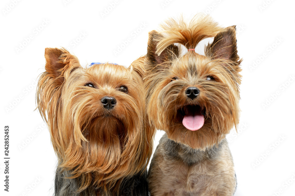 Portrait of two adorable Yorkshire Terrier Portrait of two adorable Yorkshire Terrier