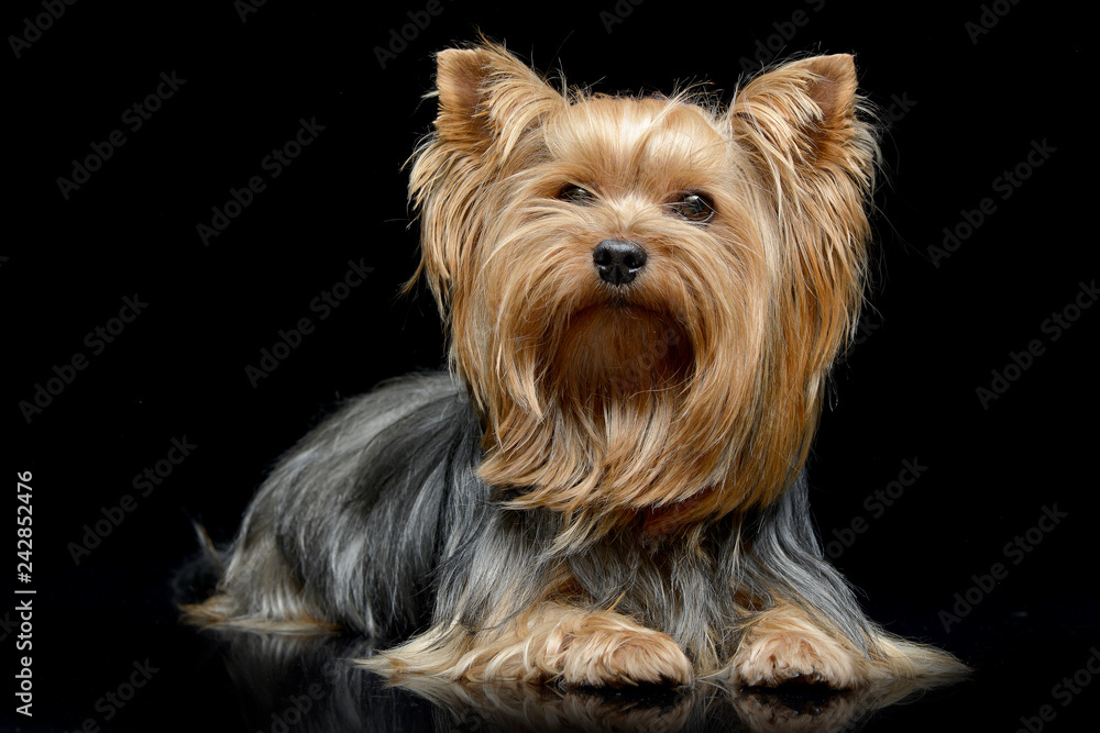 Naklejka premium Studio shot of an adorable Yorkshire Terrier