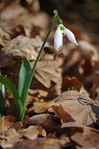 White snowdrops in the spring forest.