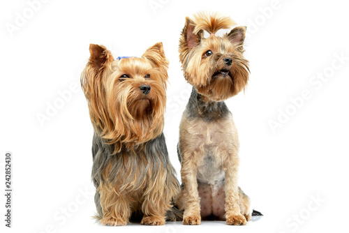 Studio shot of two adorable Yorkshire Terrier