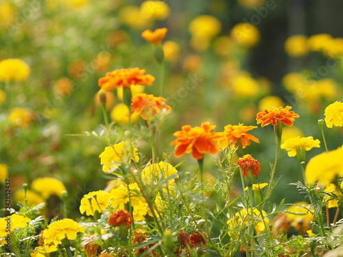 yellow and orange flower beautiful background nature