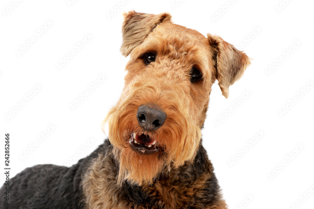 Portrait of an adorable Airedale terrier Portrait of an adorable Airedale terrier