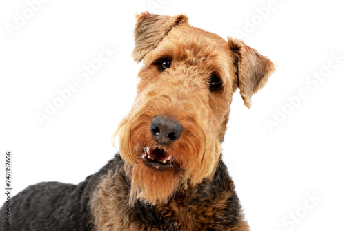 Portrait of an adorable Airedale terrier
