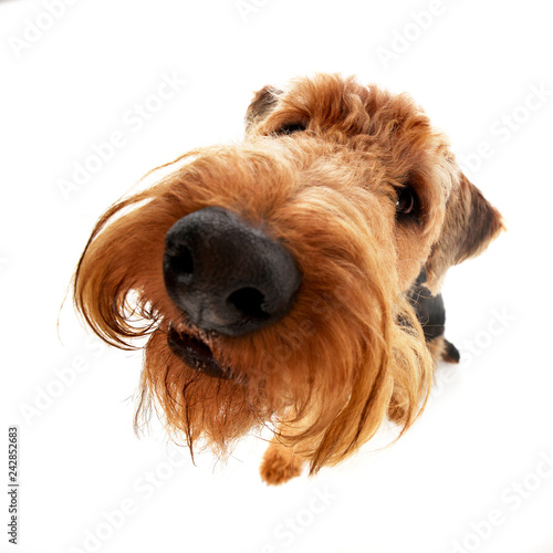 Canvastavla Wide angle shot of an adorable Airedale terrier