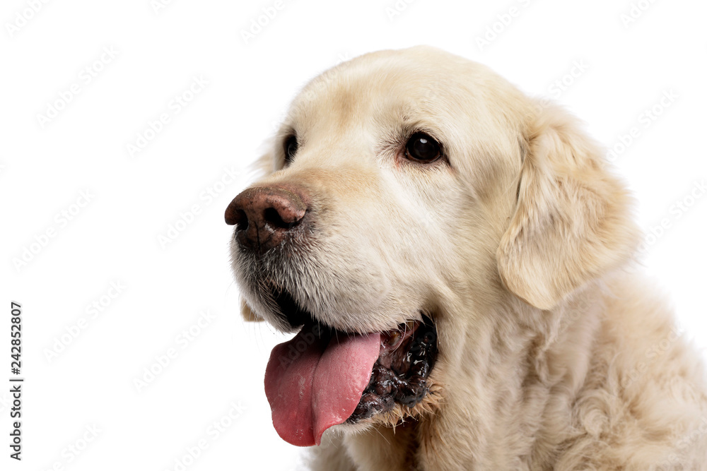Portrait of an adorable Golden Retriever Portrait of an adorable Golden Retriever