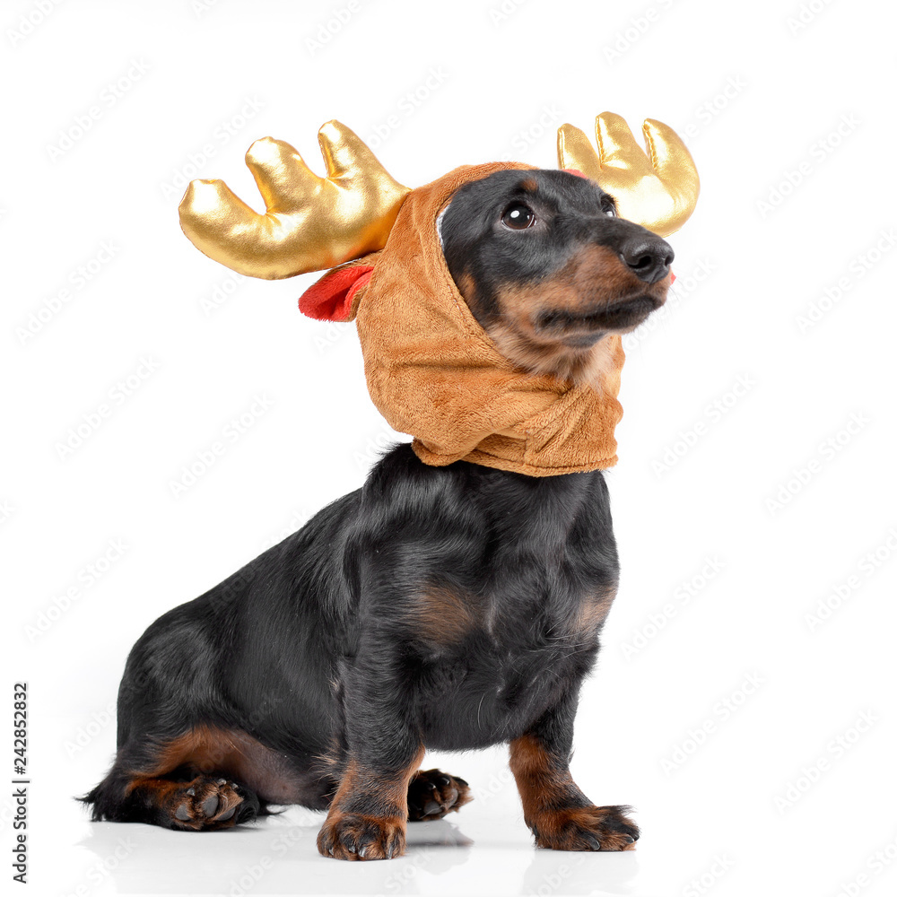 An adorable Dachshund wearing a christmas deer cap