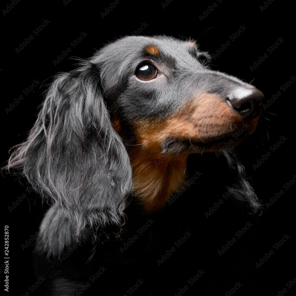 Portrait of an adorable Dachshund Portrait of an adorable Dachshund