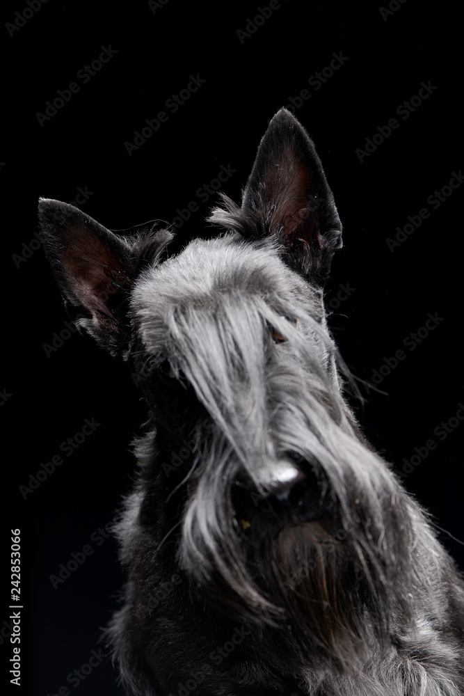 Portrait of an adorable Scottish terrier
