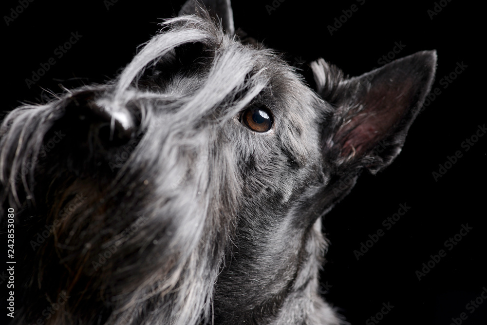 Portrait of an adorable Scottish terrier Portrait of an adorable Scottish terrier