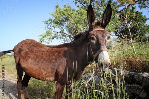 Donkey in Greece
