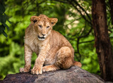 The portrait of a lion cub