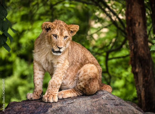 The portrait of a lion cub