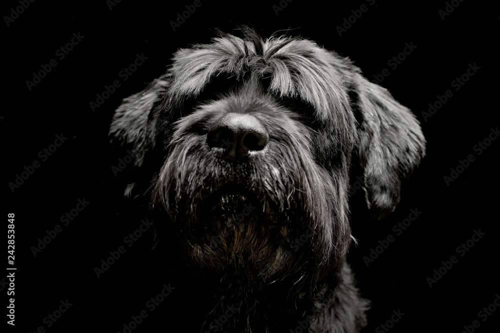Portrait of an adorable Black Russian Terrier