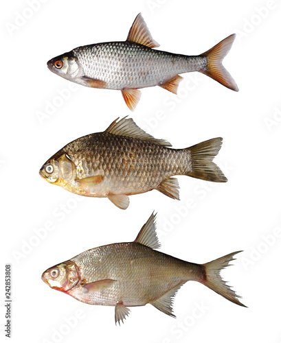 Fish roach, crucian carp and bream on white. Isolated on white background
