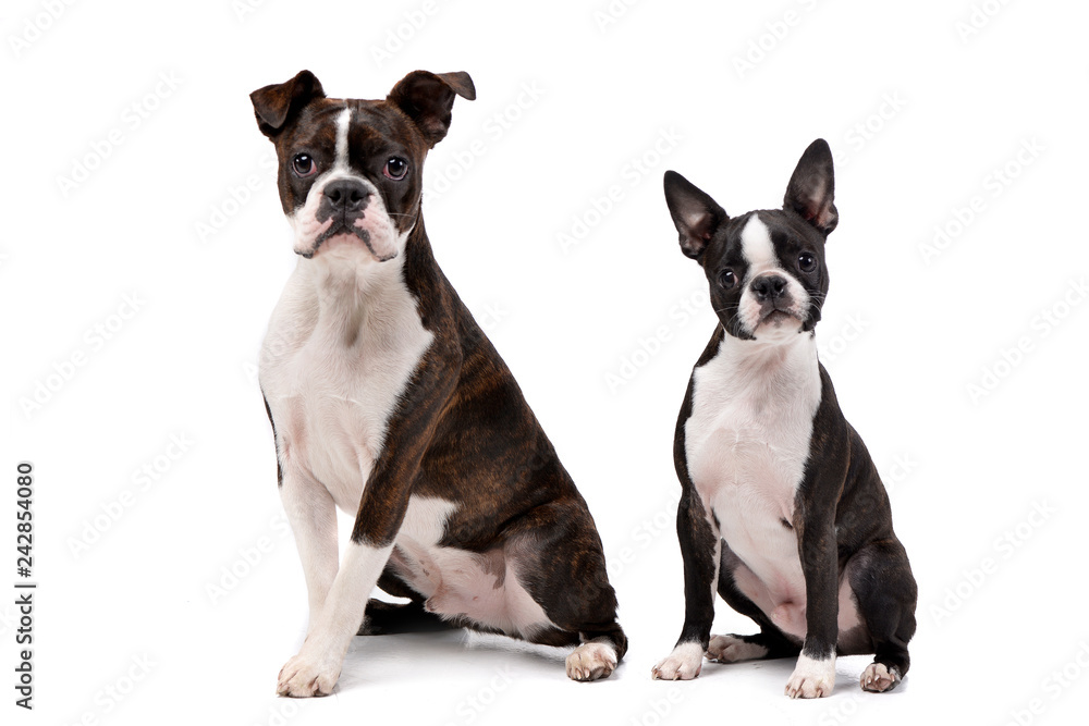 Studio shot of an adarable Boxer and a Boston terrier