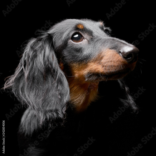 Portrait of an adorable Dachshund