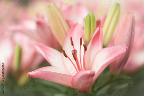 pink lily in the garden shoot by mannual lens.