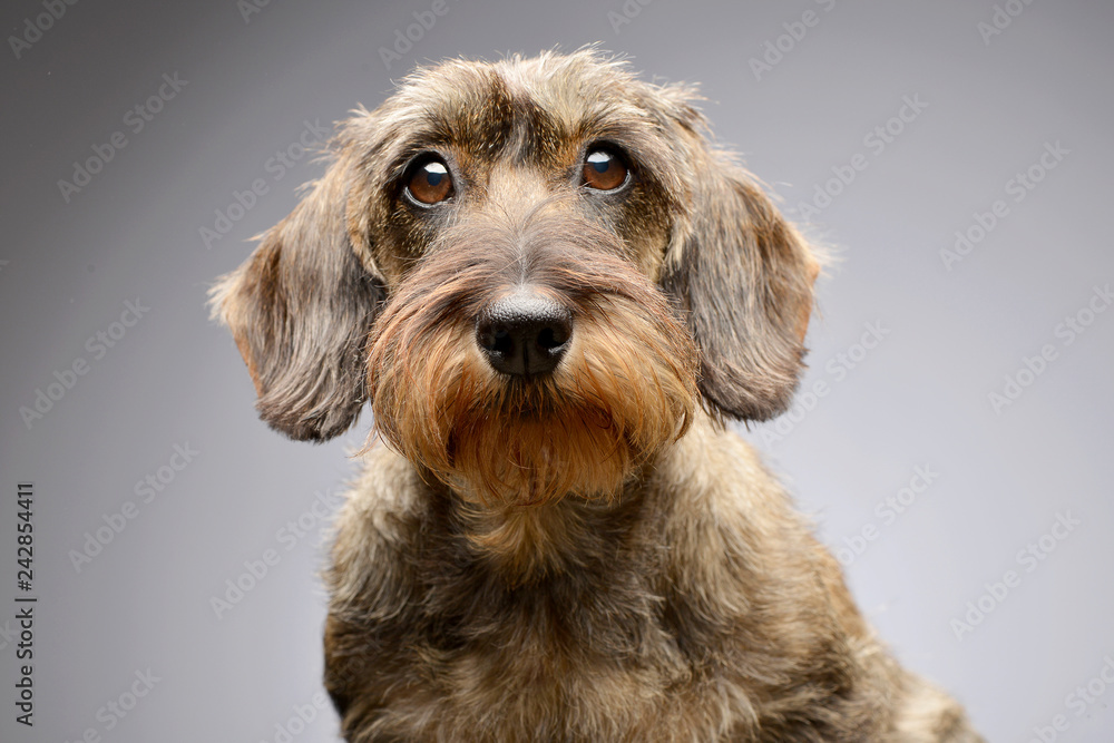 Portrait of an adorable Dachshund