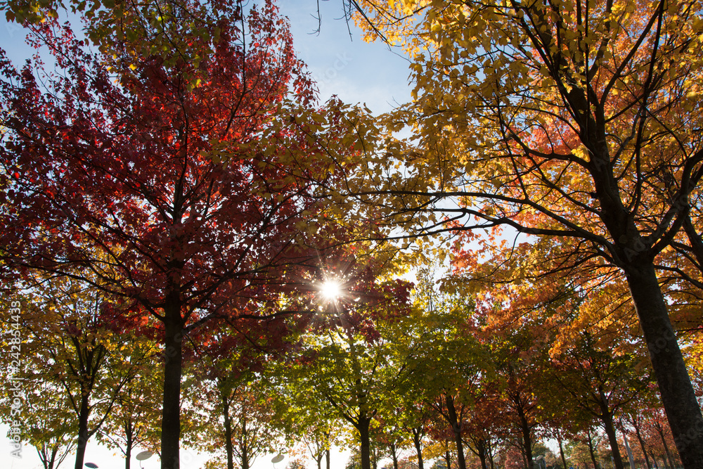 colorful landscape of sunny autumn park 
