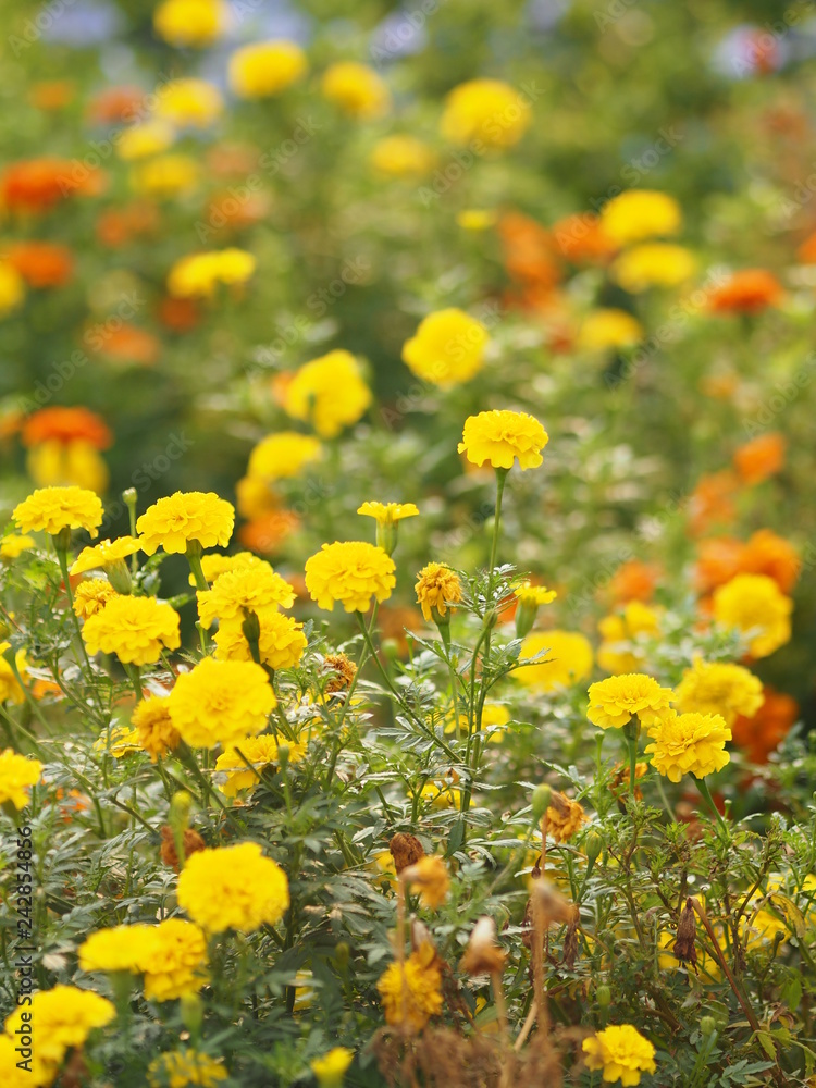Fototapeta premium yellow and orange flower beautiful background nature