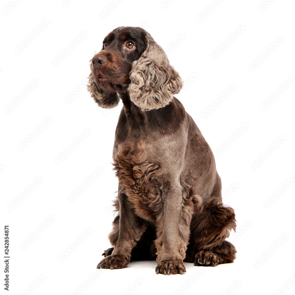 Studio shot of an adorable English Cocker Spaniel Studio shot of an adorable English Cocker Spaniel