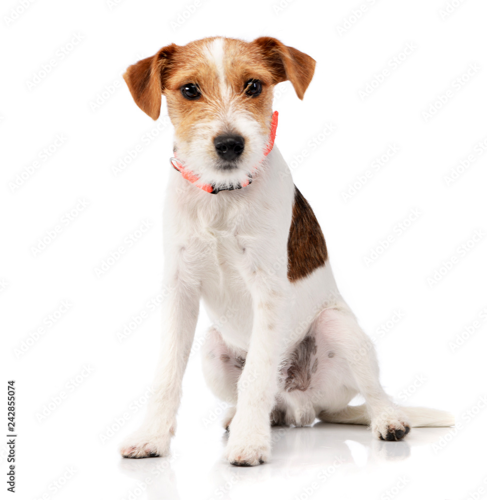 Studio shot of an adorable Jack Russell Terrier