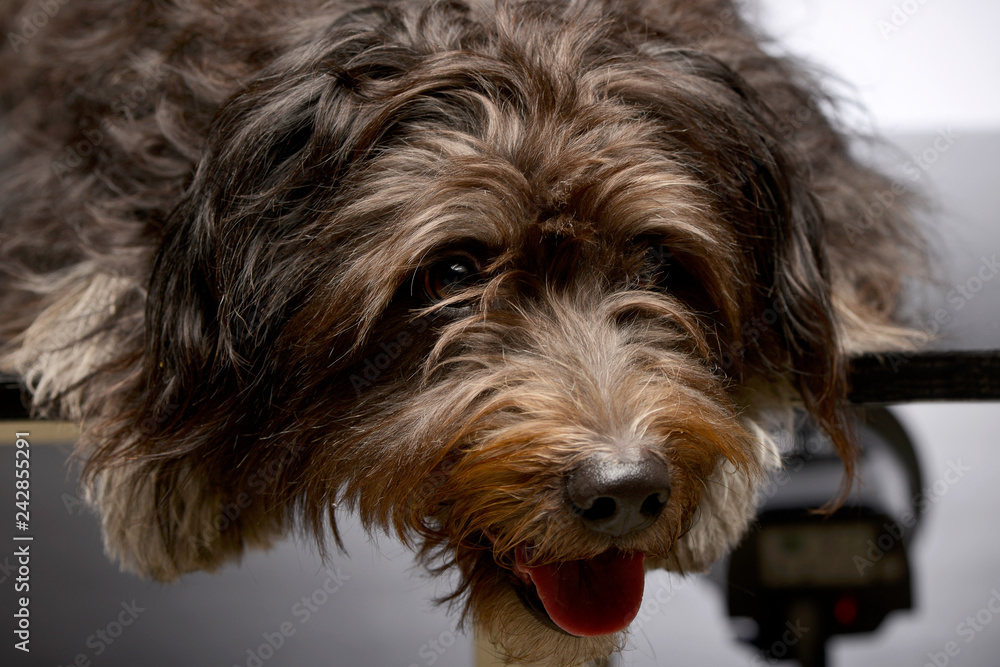 Portrait of an adorable mixed breed dog