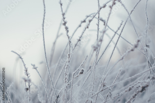 plants in frost