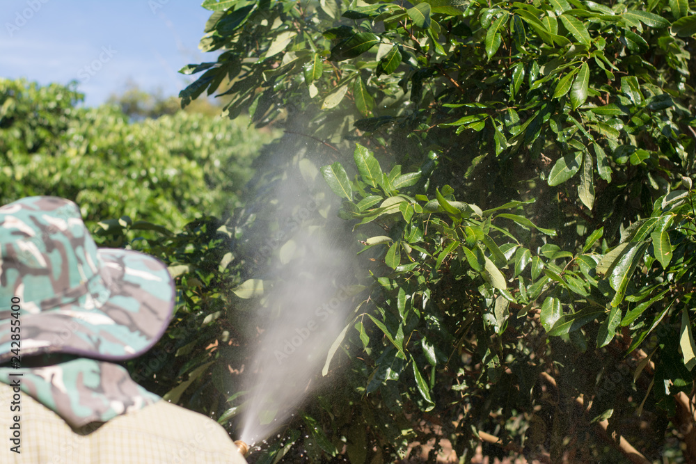 Gardeners spray insecticides,Gardener Fighting Insects in the Garden by Insecticide Garden,Man spraying of pesticide on potato plantation with hand spray in summer. Farmer. Gardeners spray insecticides,Gardener Fighting Insects in the Garden by Insecticide Garden,Man spraying of pesticide on potato plantation with hand spray in summer. Farmer.