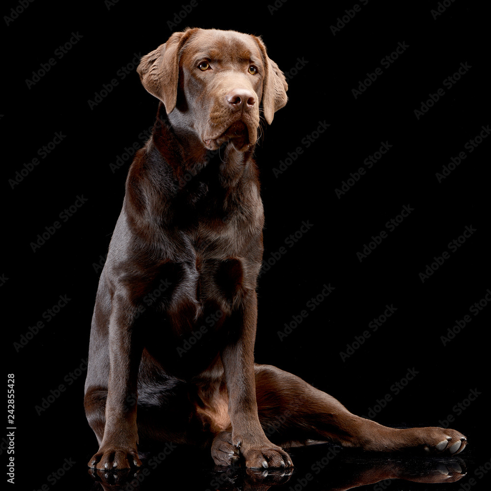 Studio shot of an adorable Labrador retriever Studio shot of an adorable Labrador retriever