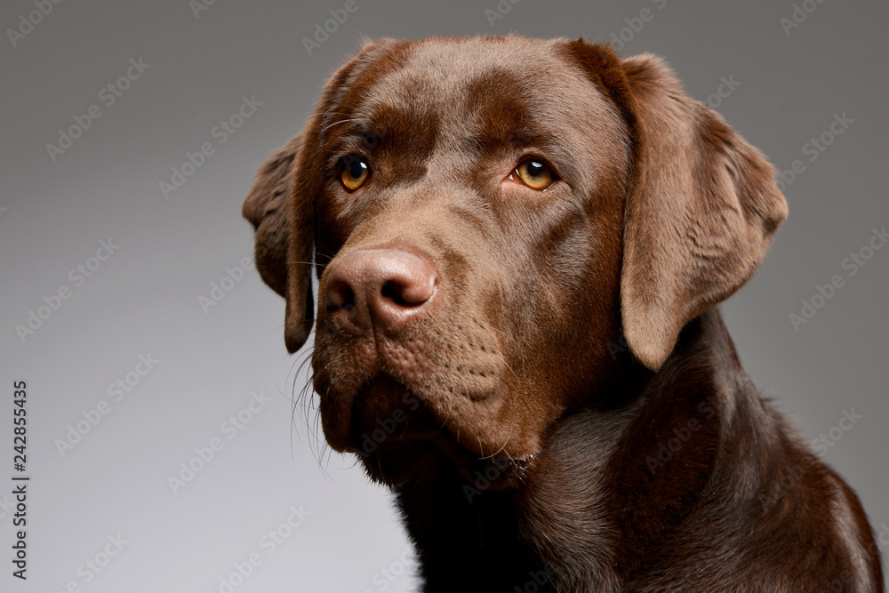 Portrait of an adorable Labrador retriever - obrazy, fototapety, plakaty 
