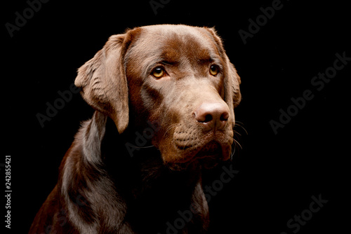 Portrait of an adorable Labrador retriever