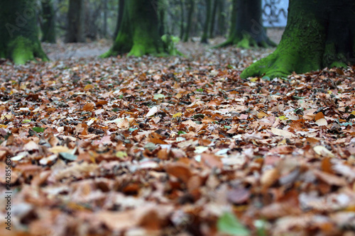 Waldboden Herbstblätter