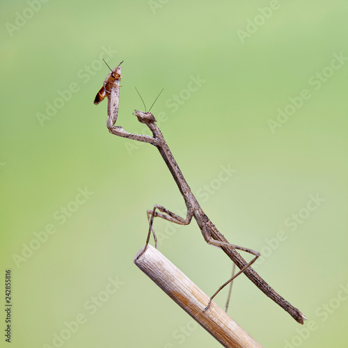 Mantis Neodanuria, a species of mantis native to Africa. Danuria © Сергей Детюков