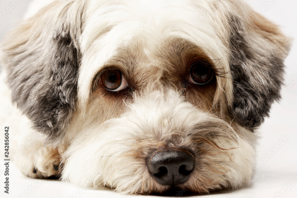Portrait of an adorable mixed breed dog Portrait of an adorable mixed breed dog