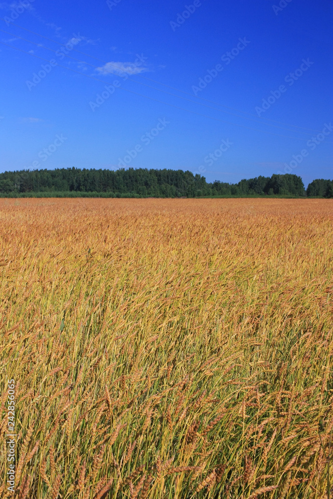 Field of ripe wheat ears Field of ripe wheat ears