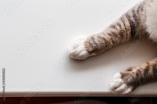 Cat's paws on a white background. Close-up.