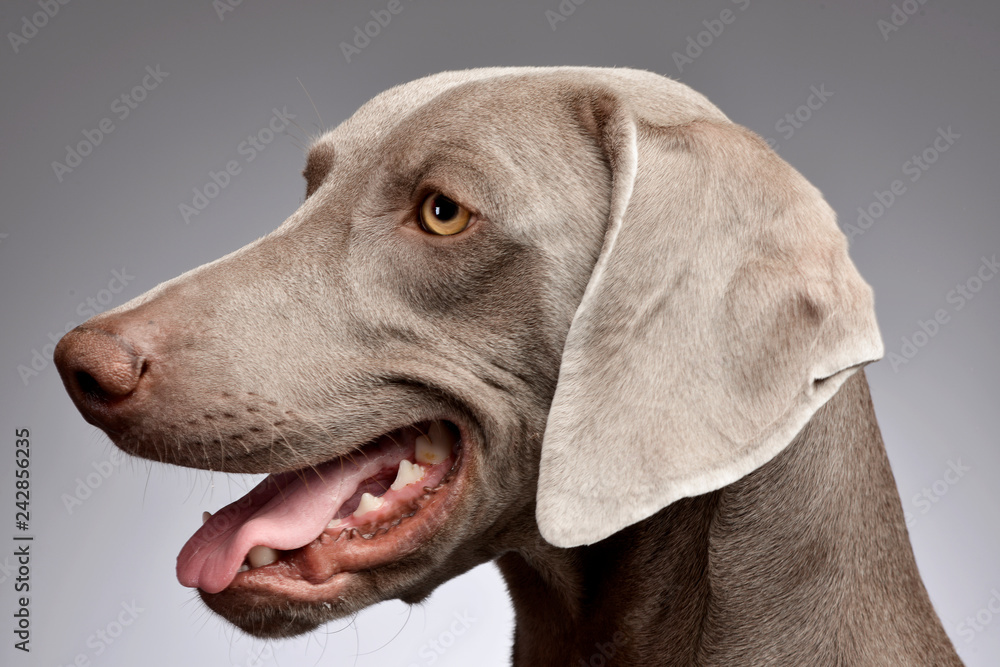 Portrait of an adorable Weimaraner Portrait of an adorable Weimaraner
