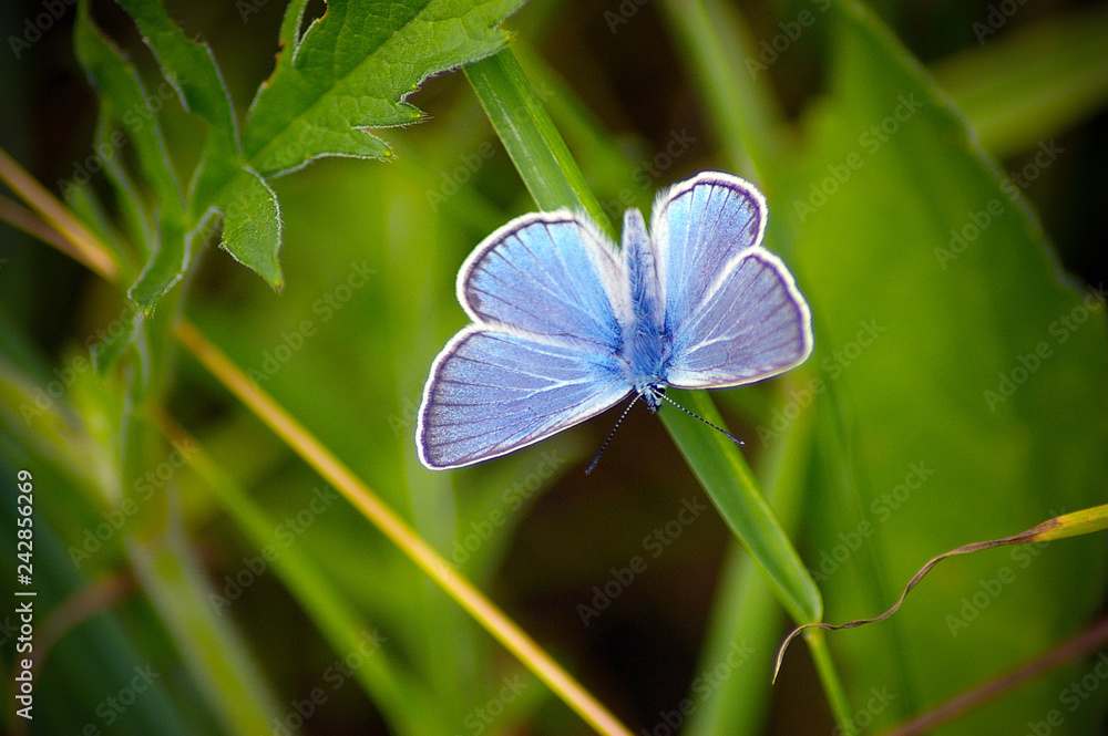 Naklejka premium motyl, niebieski