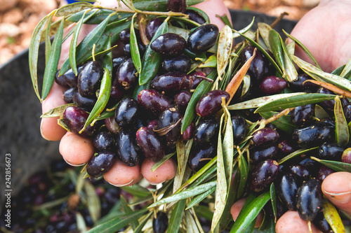 Harvesting black picual olives 