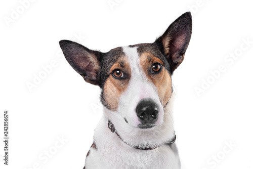 Portrait of an adorable mixed breed dog