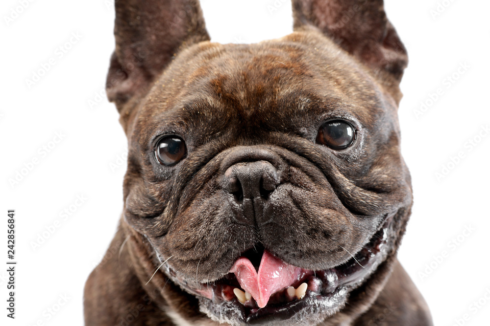 Portrait of an adorable French bulldog