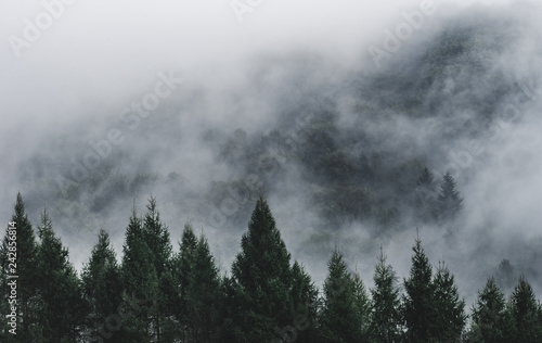 Mgła na zboczu góry