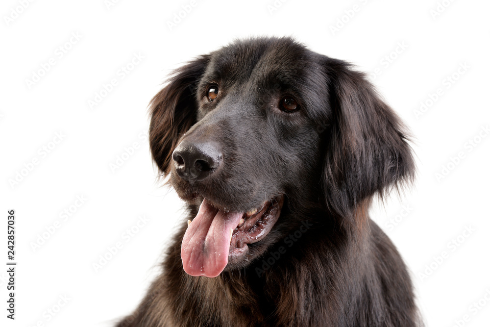 Portrait of an adorable mixed breed dog Portrait of an adorable mixed breed dog