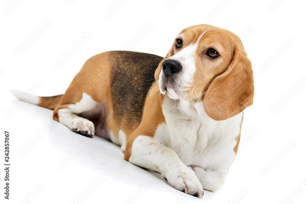 Studio shot of an adorable Beagle