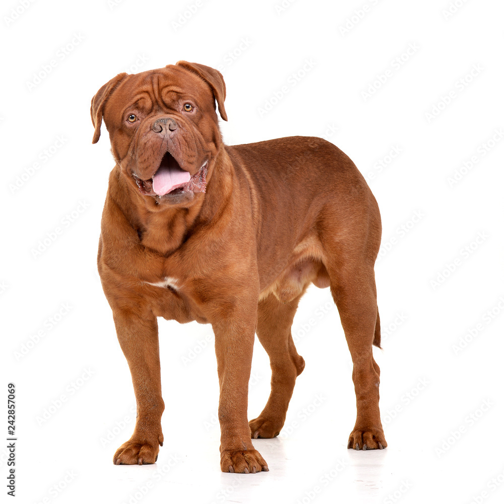 Studio shot of an adorable Dogue de Bordeaux Studio shot of an adorable Dogue de Bordeaux