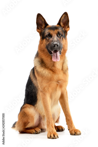 Obraz na płótnie Studio shot of an adorable German shepherd w salonie