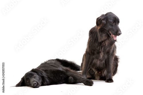 Studio shot of two adorable mixed breed dog