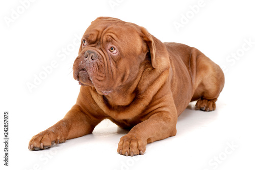 Studio shot of an adorable Dogue de Bordeaux