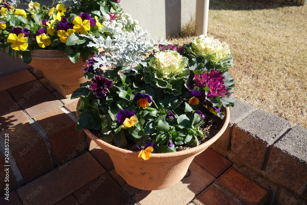 Fototapeta premium 玄関の寄せ植え